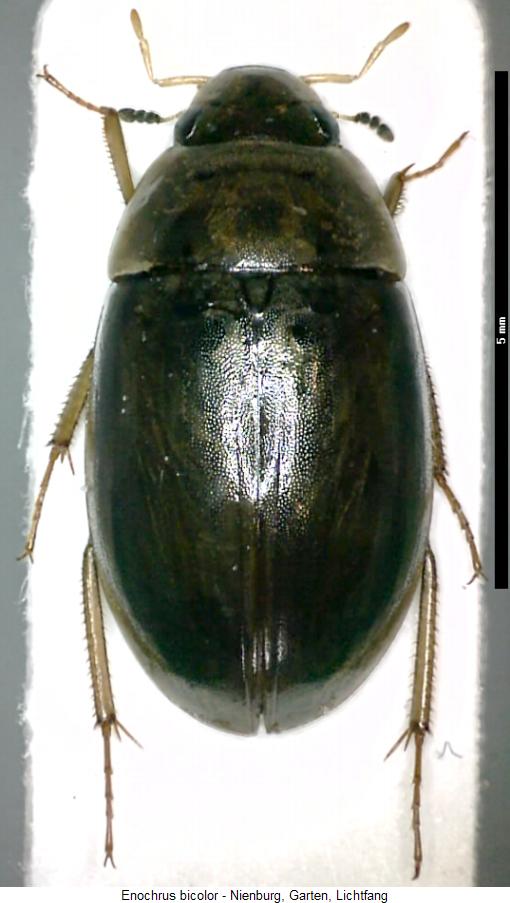 enochrus_bicolor_hab.jpg