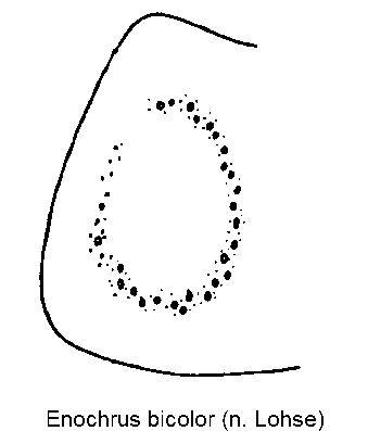 enochrus_bicolor_hsch.gif