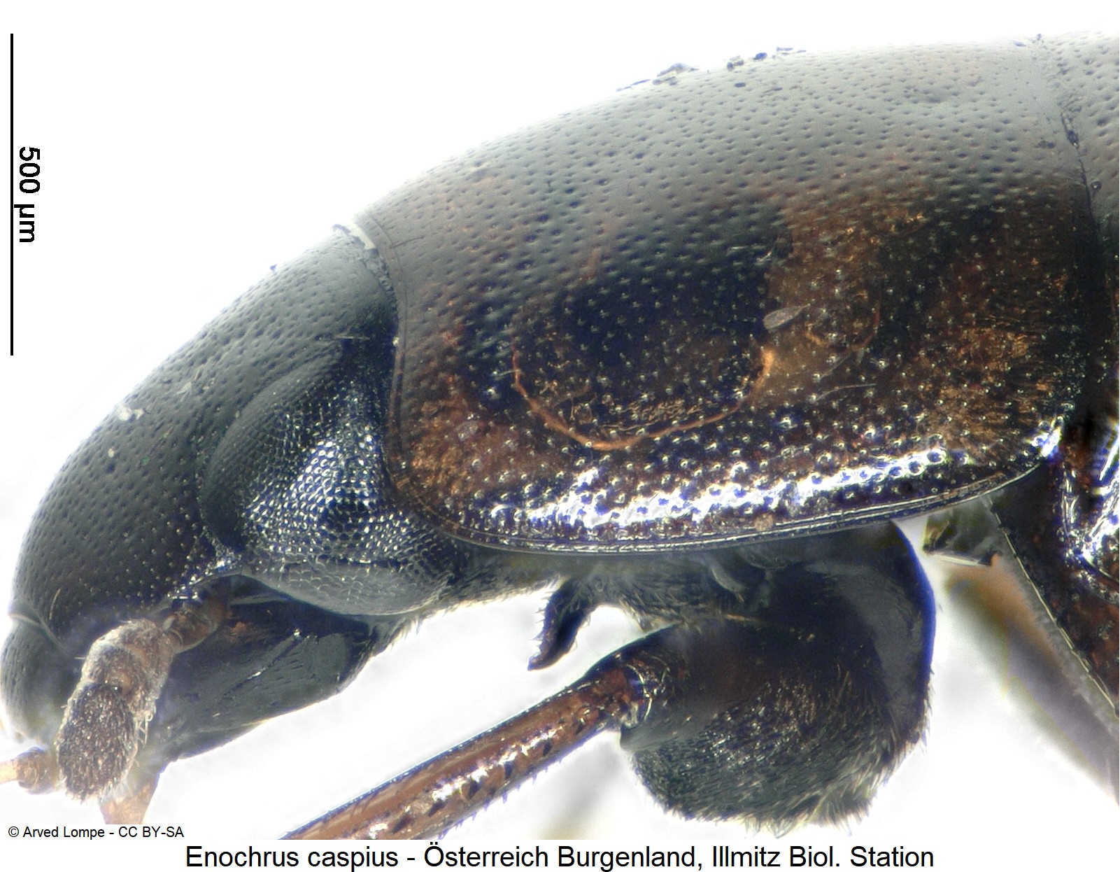 enochrus_caspius_ck28632578_sa_vk.jpg