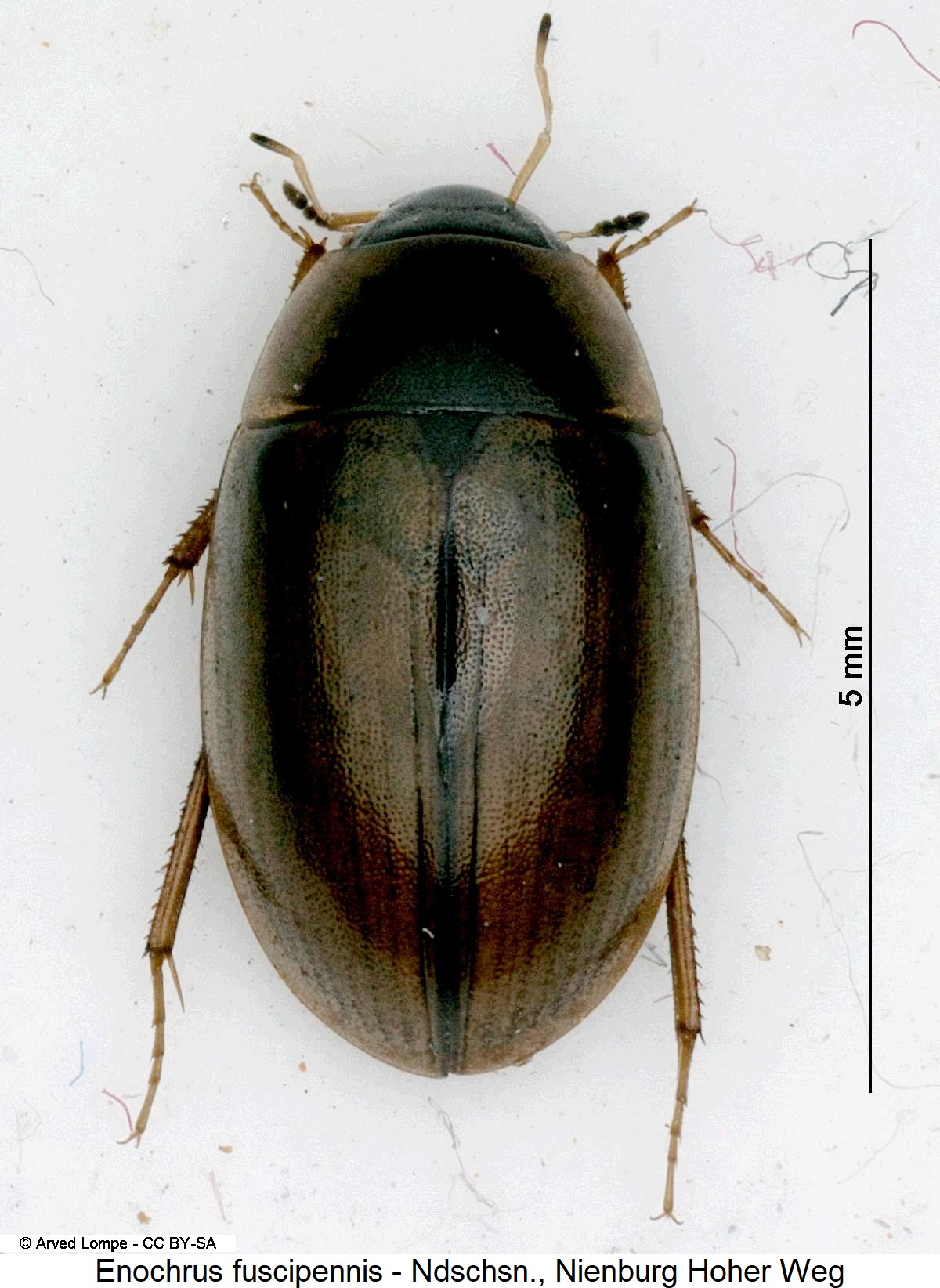 enochrus_fuscipennis_hab.jpg