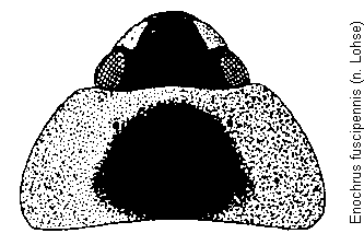 enochrus_fuscipennis_hsch.gif