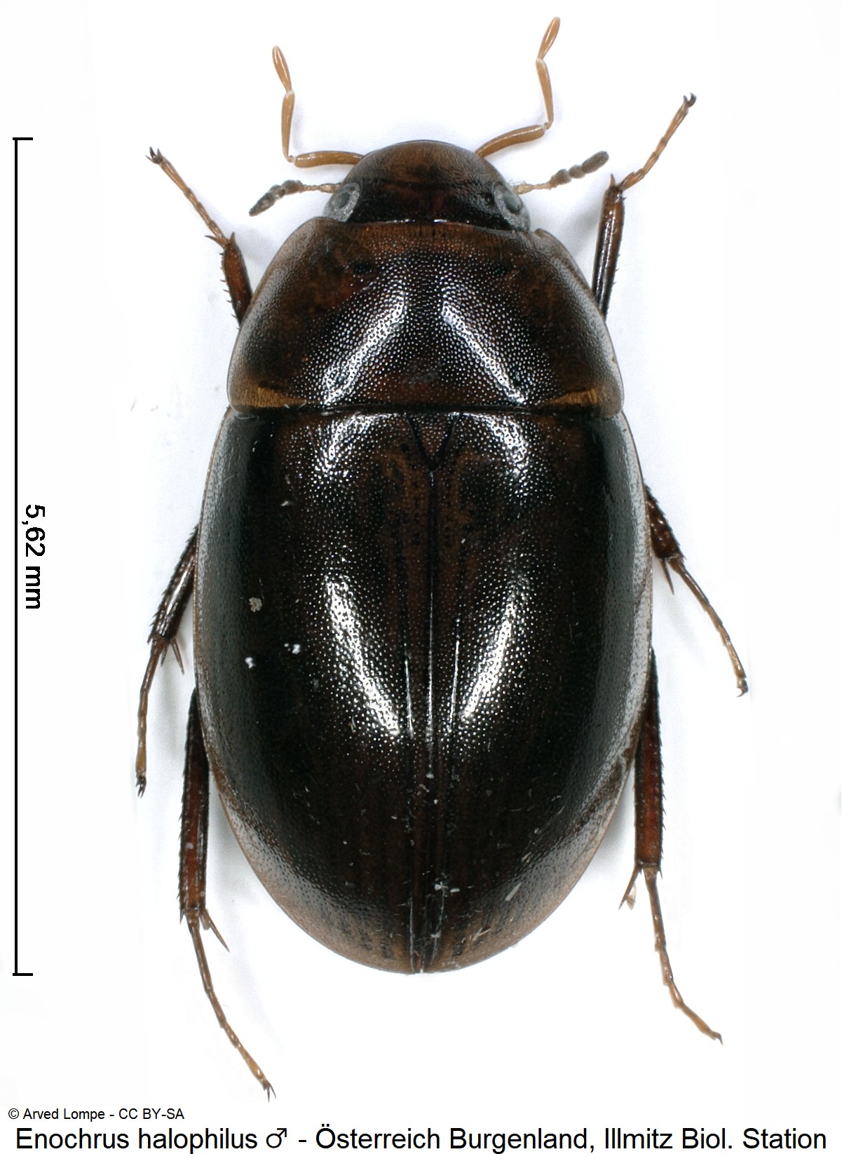 enochrus_halophilus_m_ck28652136_hab.jpg