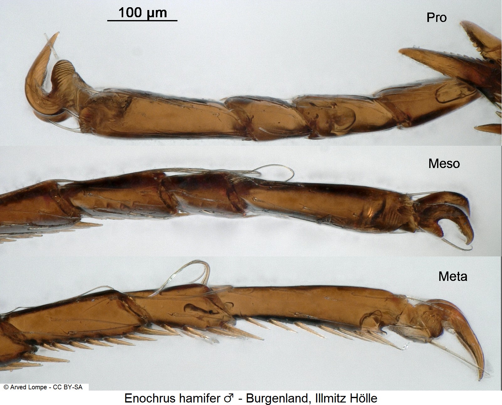 enochrus_hamifer_m_ck3265_tr.jpg