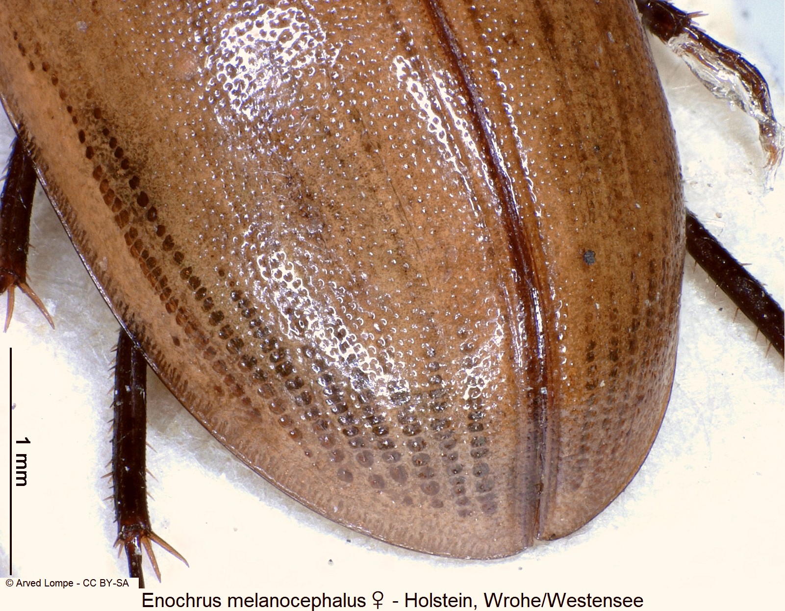enochrus_melanocephalus_w_ck3262_fld.jpg