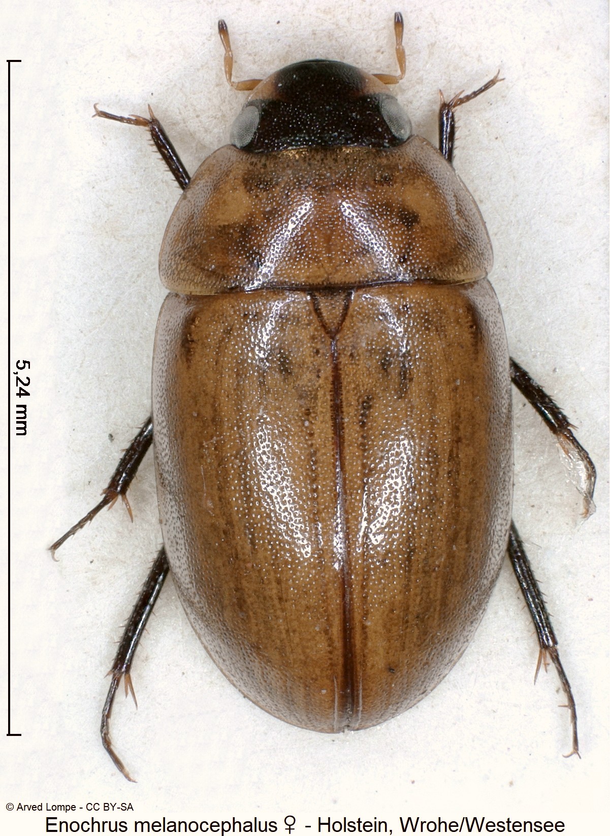 enochrus_melanocephalus_w_ck3262_hab.jpg