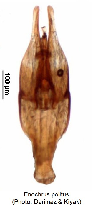 enochrus_politus.jpg