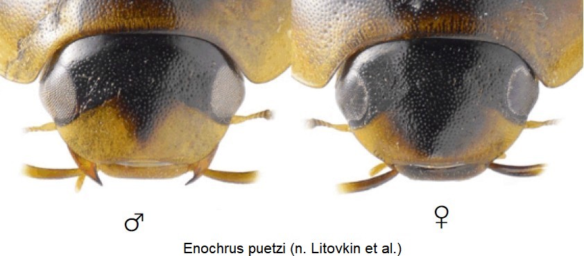 enochrus_puetzi_k.jpg