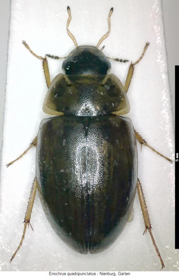 enochrus_quadripunctatus_hab.jpg