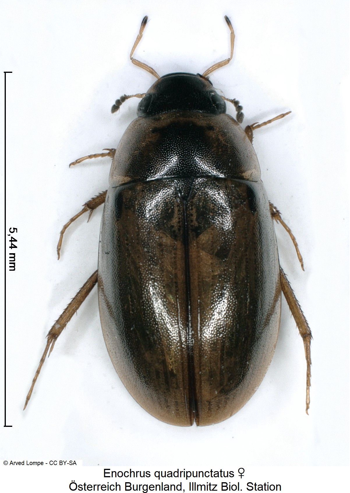 enochrus_quadripunctatus_w_ck28790228_hab.jpg