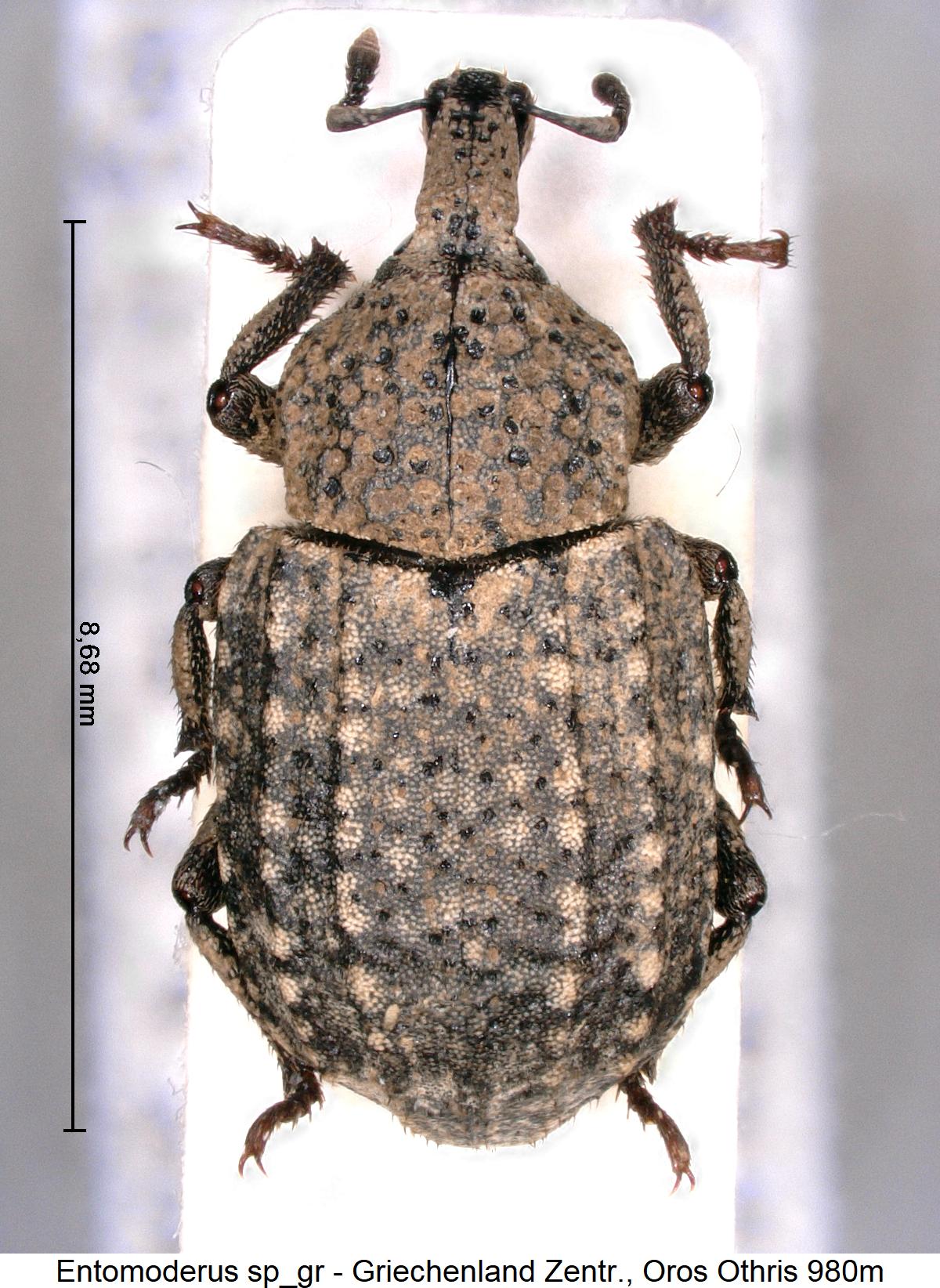 entomoderus_sp_gr_hab.jpg