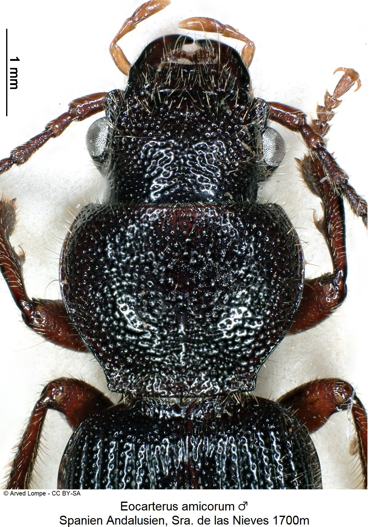 eocarterus_amicorum_ck18026_vk.jpg