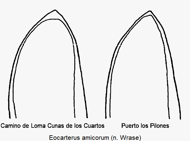 eocarterus_amicorum_penisspitze.gif