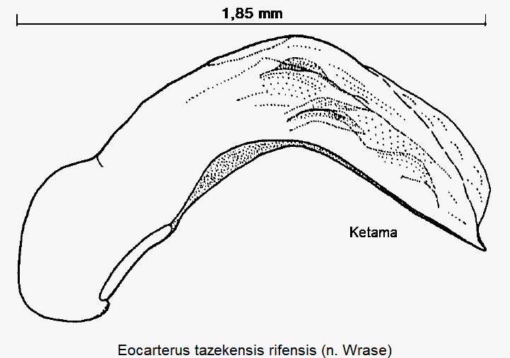 eocarterus_rifensis.gif