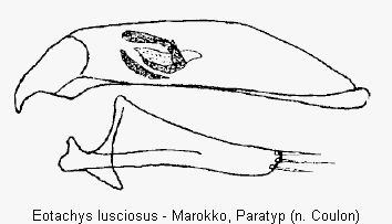 eotachys_lusciosus.gif