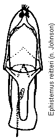 ephistemus_reitteri.gif