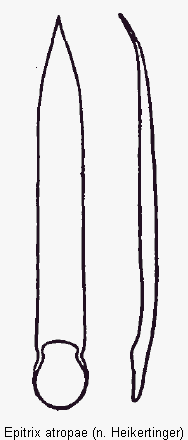 epitrix_atropae.gif