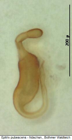 epitrix_pubescens_sperm.jpg