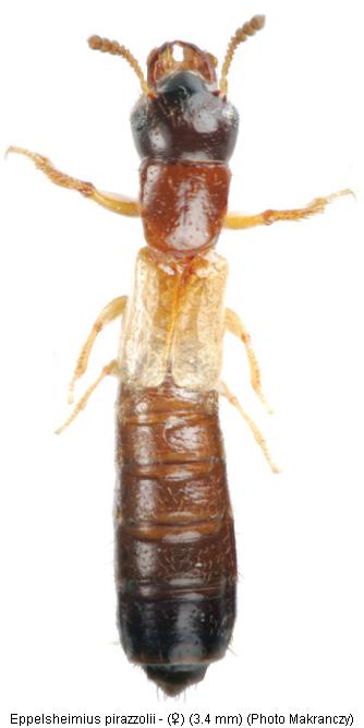 eppelsheimius_pirazzolii_hab.jpg