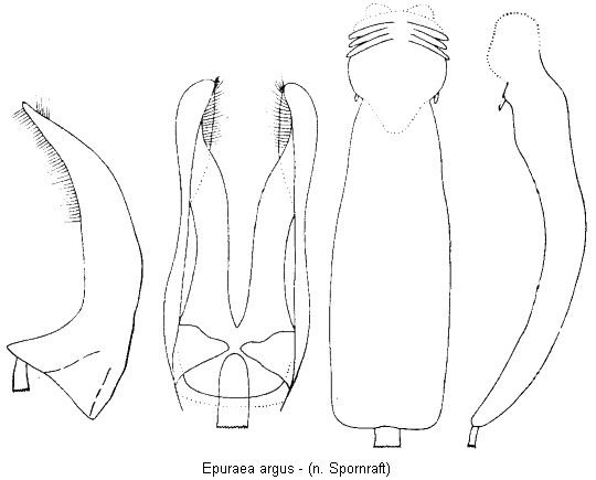 epuraea_argus.gif