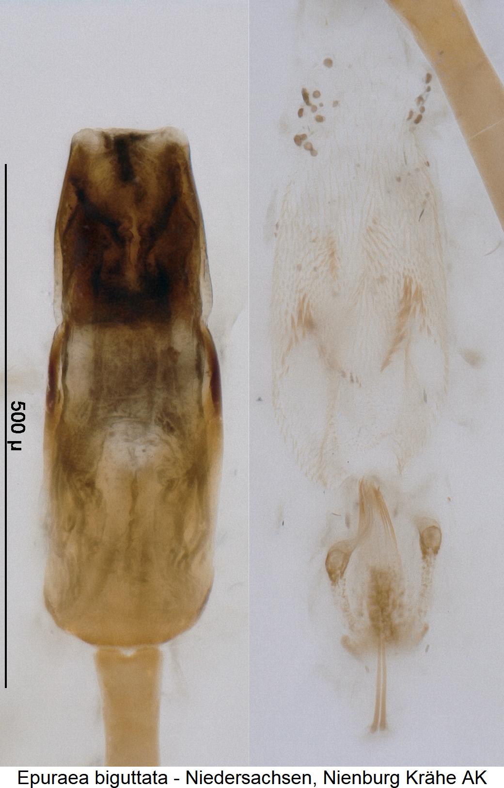 epuraea_biguttata.jpg