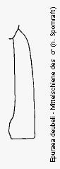 epuraea_deubeli_mschn.gif