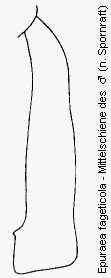 epuraea_fageticola_mschn.gif