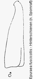 epuraea_fuscicollis_hschn.gif