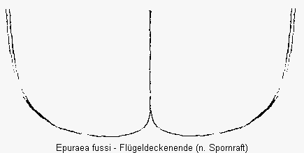 epuraea_fussi_fld.gif