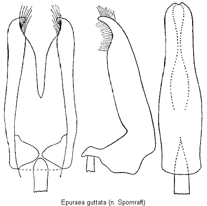epuraea_guttata.gif