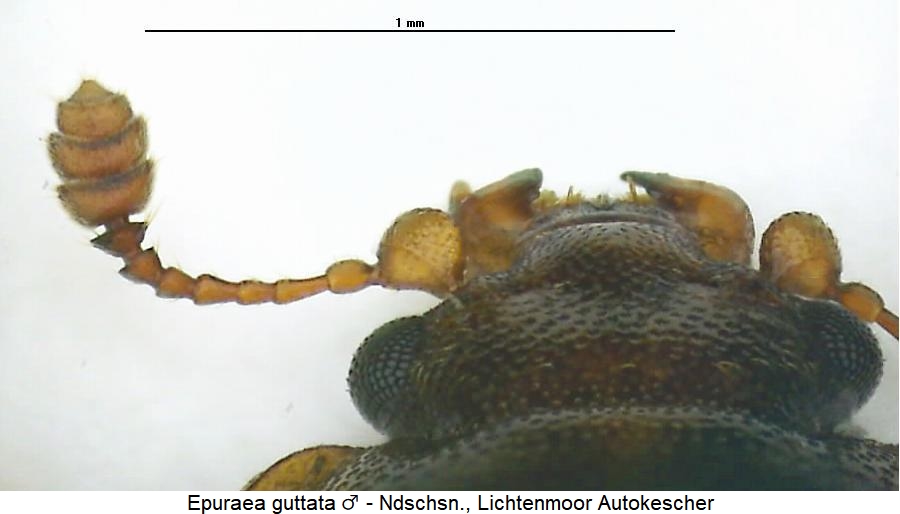 epuraea_guttata_k.jpg