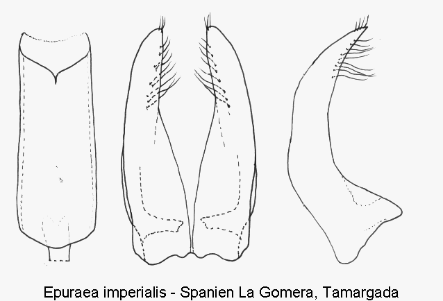 epuraea_imperialis.gif
