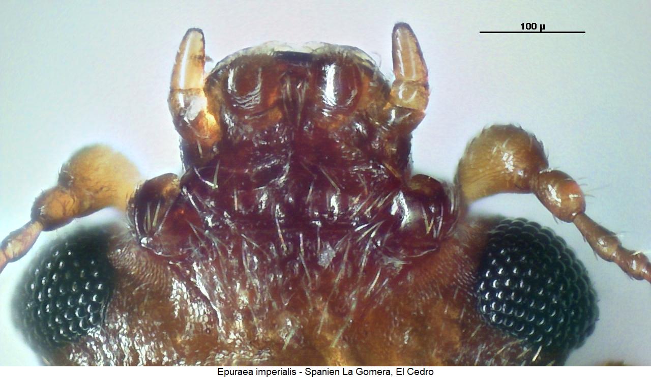 epuraea_imperialis_ment.jpg