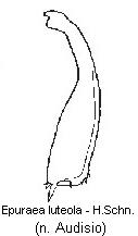 epuraea_luteola_hschn_.jpg