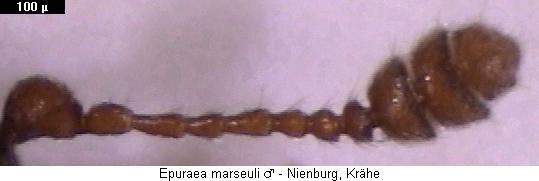 epuraea_marseuli_fhlr.jpg