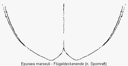 epuraea_marseuli_fld.gif