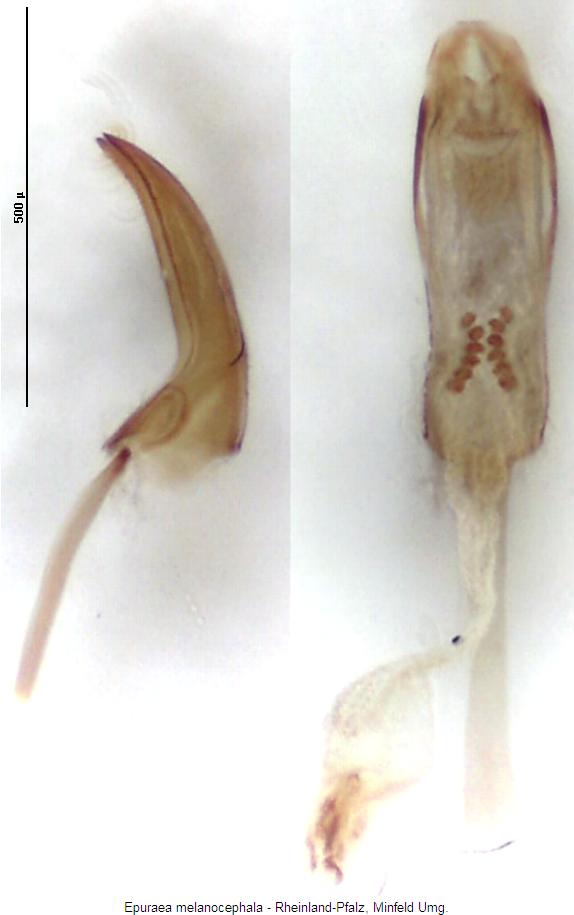 epuraea_melanocephala.jpg