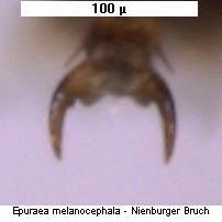 epuraea_melanocephala_tr.jpg