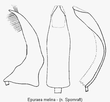 epuraea_melina.gif