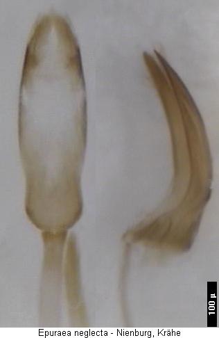epuraea_neglecta.jpg
