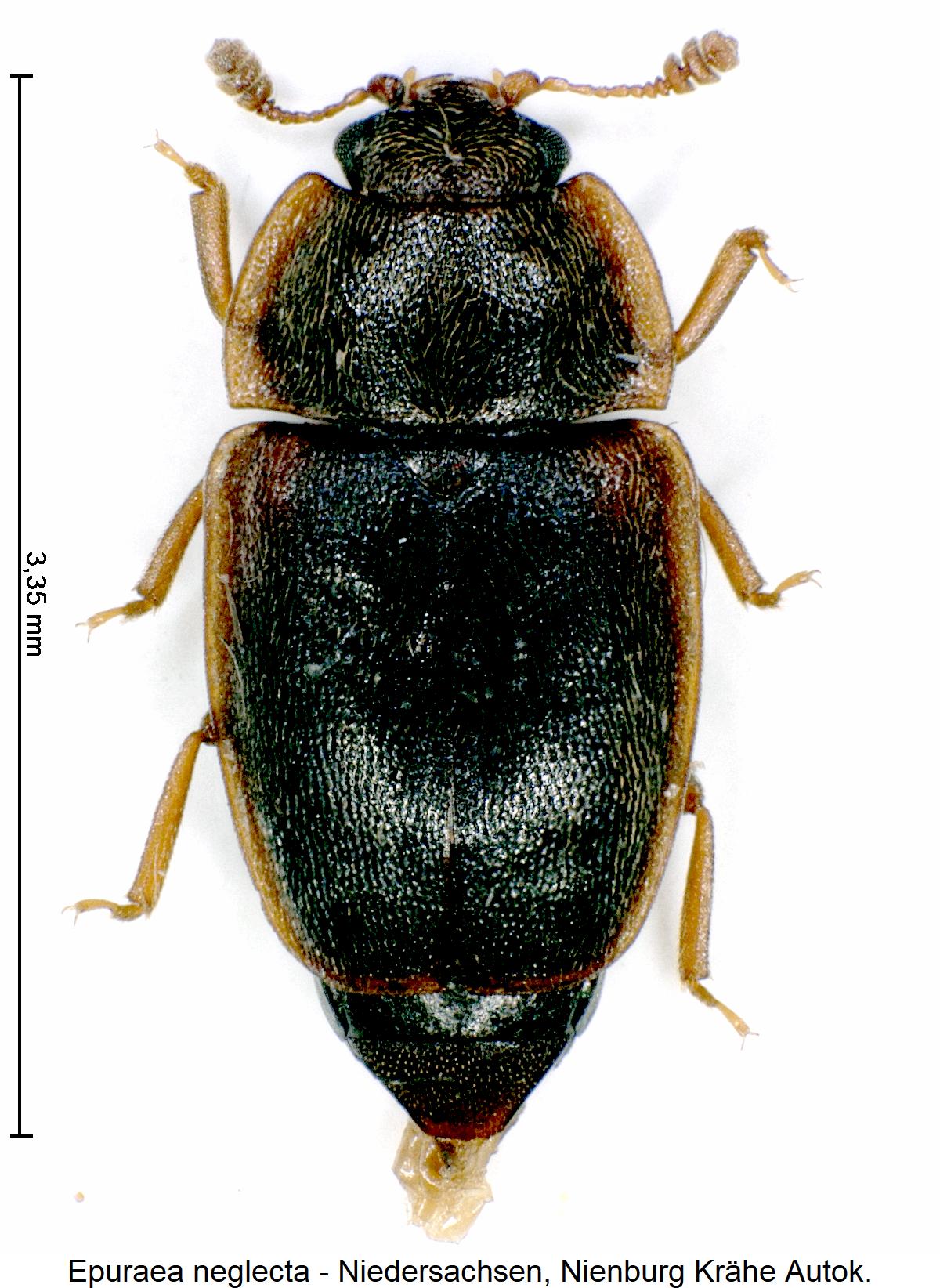 epuraea_neglecta_hab.jpg