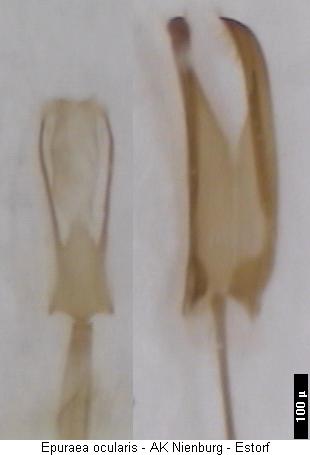 epuraea_ocularis1.jpg