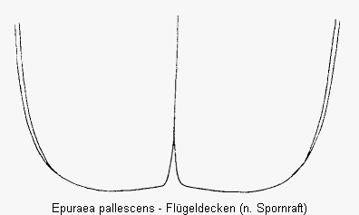 epuraea_pallescens_fld.gif