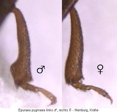 epuraea_pygmaea_mschn.jpg