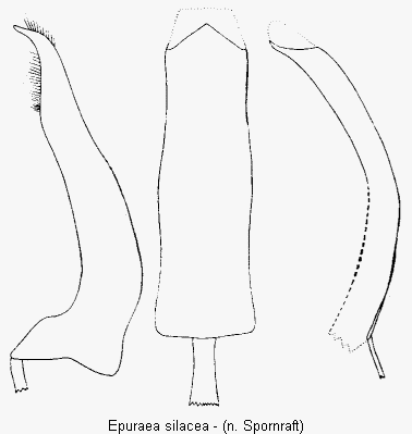 epuraea_silacea.gif