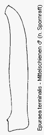 epuraea_terminalis_mschn.gif