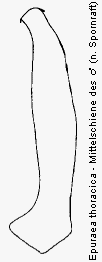 epuraea_thoracica_mschn.gif