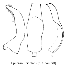 epuraea_unicolor.gif