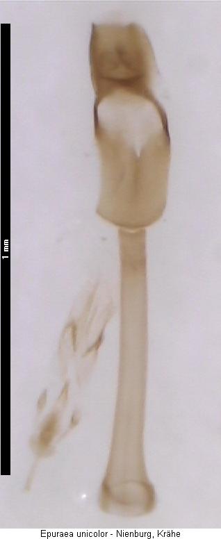 epuraea_unicolor_endophallus.jpg