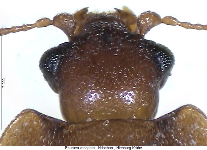epuraea_variegata_k.jpg
