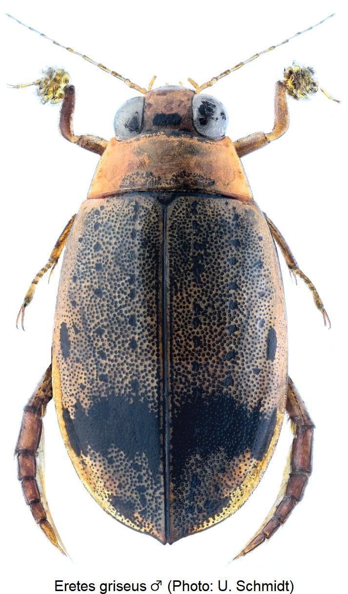 eretes_griseus_hab.jpg